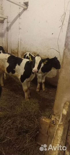 Телята бычки