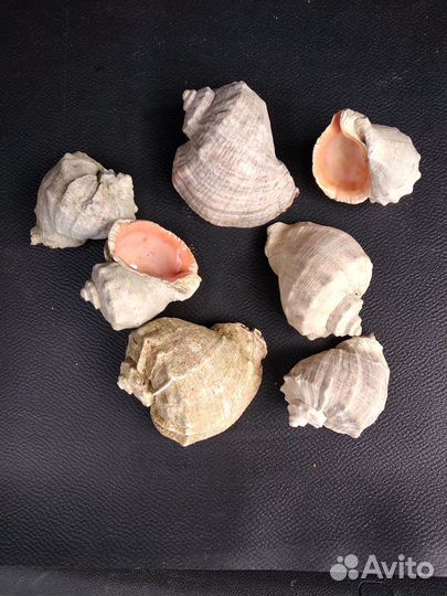 Рапаны для поделок