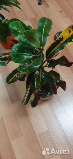 Кодиеум кротонМамми