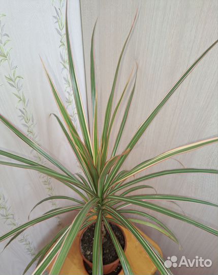 Драцена Маргината трехцветная