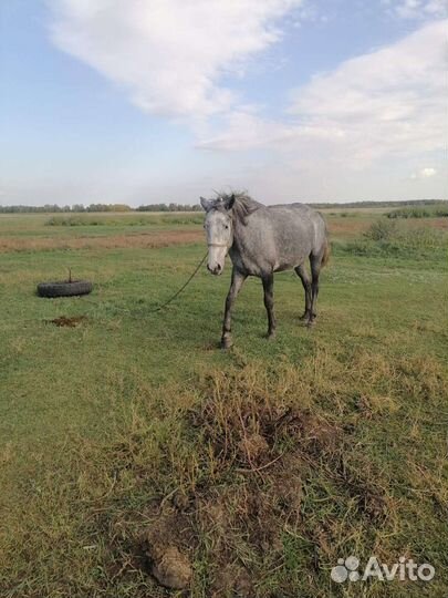Лошадь 4года