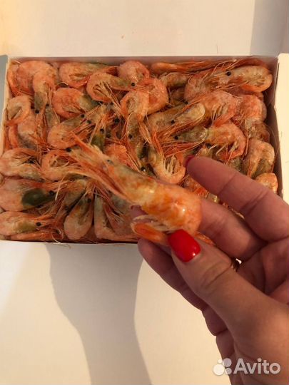 Креветка медведка, углохвостая креветка, северная