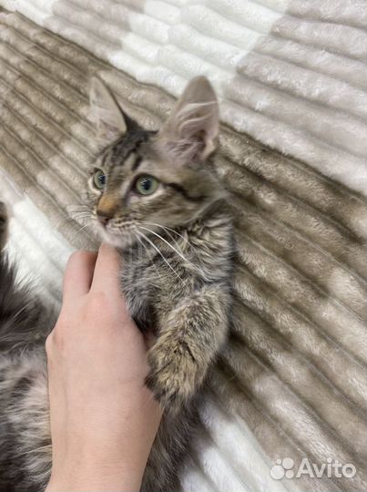 Кузя в добрые руки