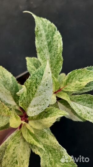 Гортензия метельчатая Shikoku Flash