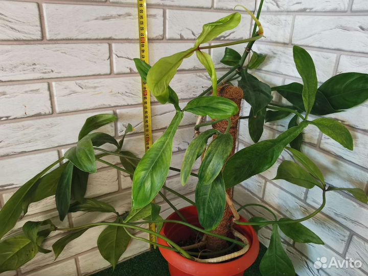 Филодендроны крупномеры