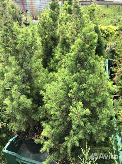 Растения для сада