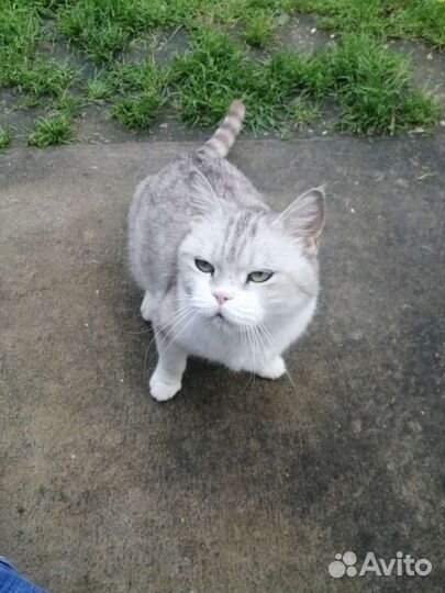 Британская