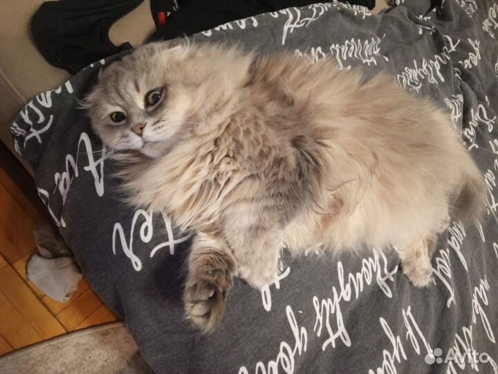 Шотландская кошка