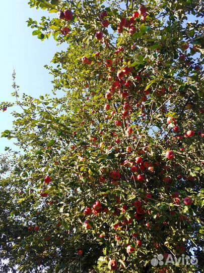 Яблоки из своего сада