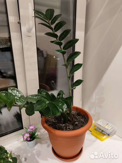 Замиокулькас