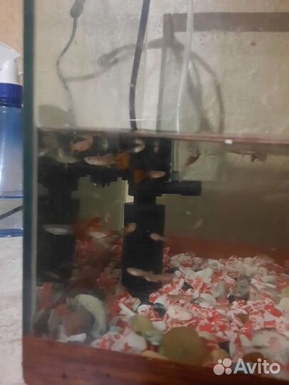 Аквариумные рыбки гуппи