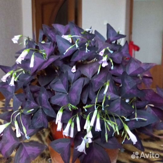 Кислица оксалис, 1шт