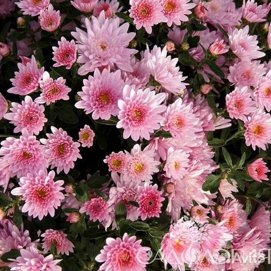 Хризантема корейская и мультифлора