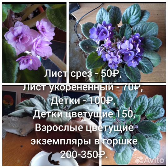 Комнатные растения