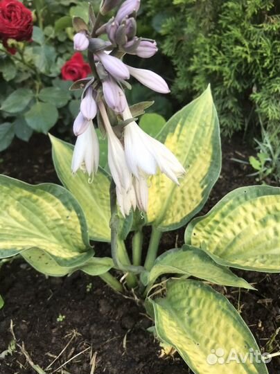 Хоста растение