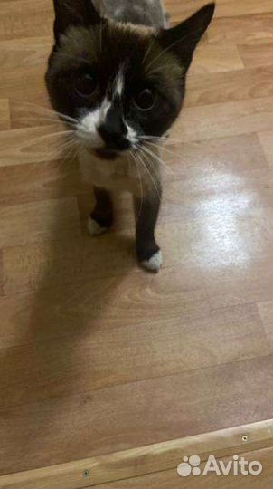 Пристрою кошку в хорошие руки