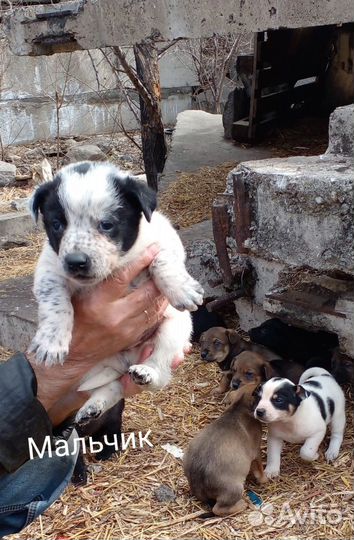 Щенята в добрые ручки
