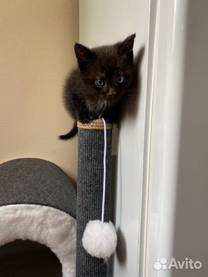 Когтеточка домик для кошки новый