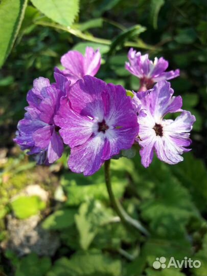 Садовые растения