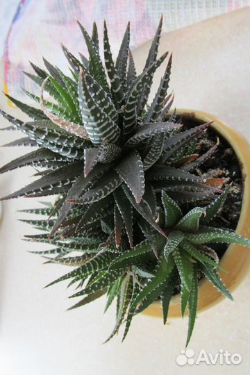 Боковые розетки хавортии полосатой