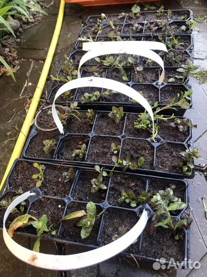 Живучка артропурпуреа вечнозеленая