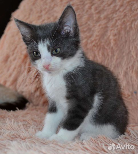 Котёнок Атос (мушкетёр)