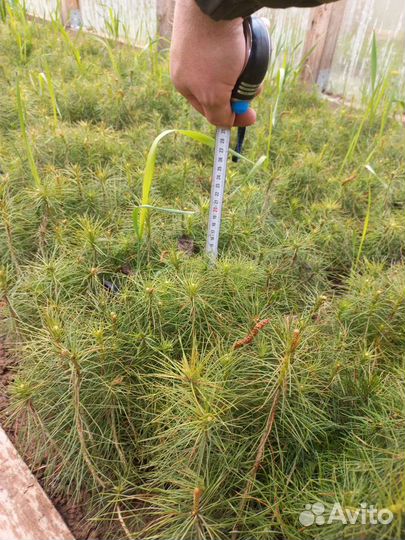 Сеянцы сосны обыкновенной (окс) однолетки