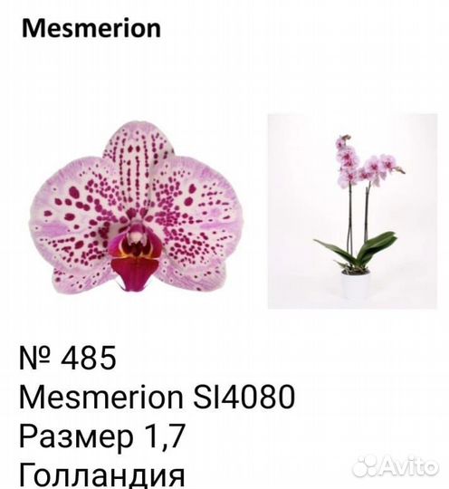 Орхидеи подростки 1,7
