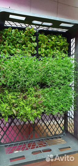 Микрозелень щавель, горох