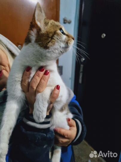 Кошечка погибает в подъезде