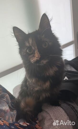 Бесплатно в добрые руки