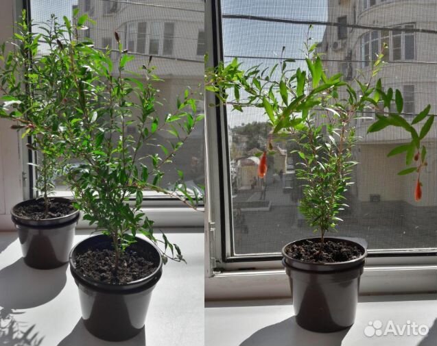 Гранат комнатный