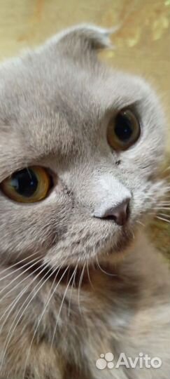 Отдам кошку в добрые руки