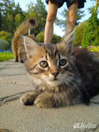 Отдам бесплатно