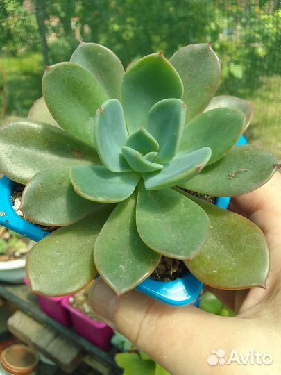 Суккуленты и кактусы