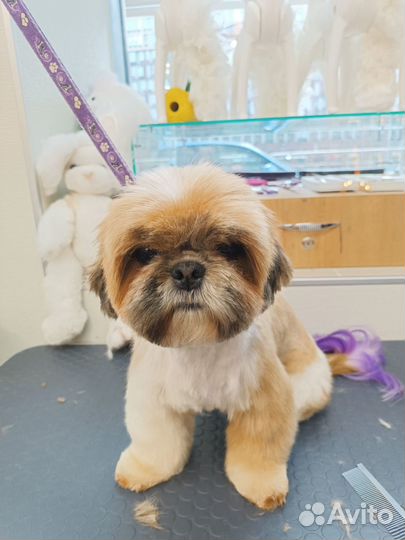 Уход за внешностью Вашего питомца (Груминг)