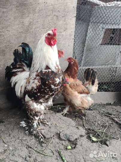 Петух Брама