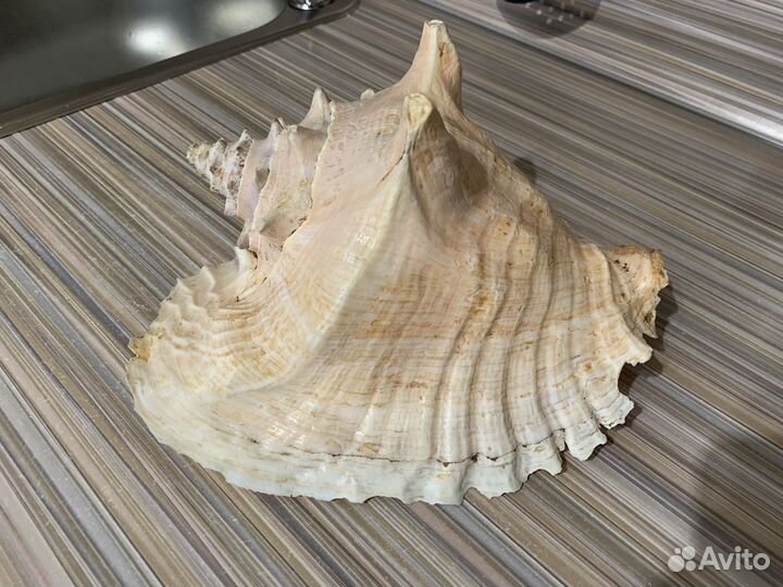 Раковина морская