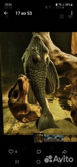 L сом Панак 190