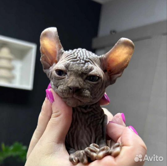 Сфинкс эльф