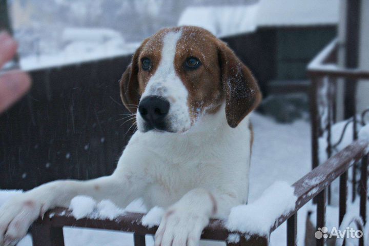 Выжлец для вязки русской пегой гончей