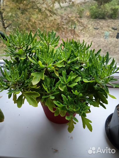 Комнатные растения