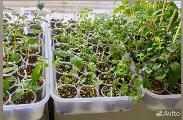 Ящик поддон для рассады и растений