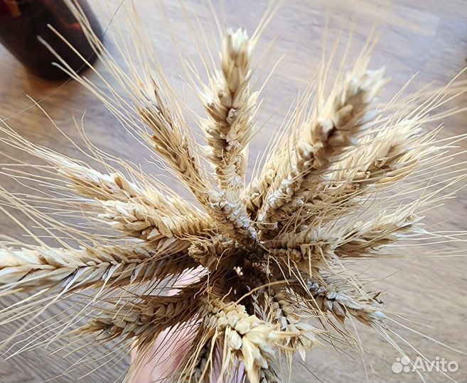 Сухоцветы букет рожь колосья