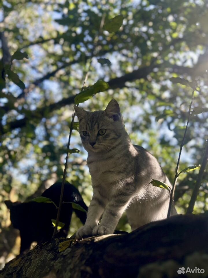 Котёнок в добрые руки, Губкин