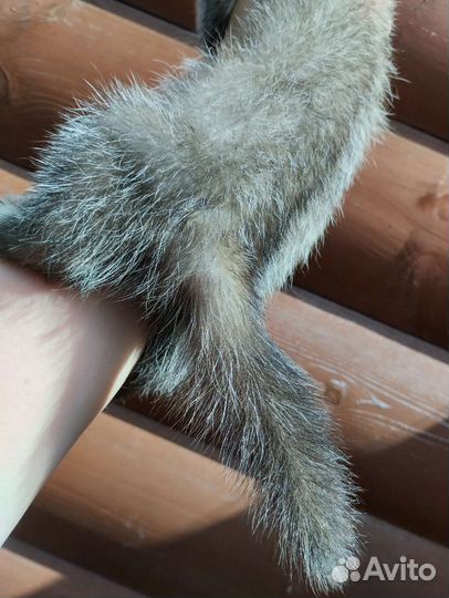 Хорек. Голубые глаза. Доставка