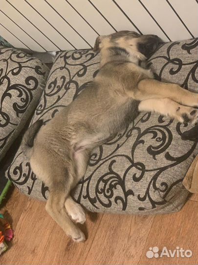 Щенок ищет дом