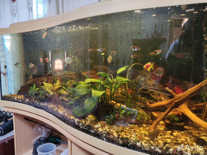 Аквариум 250 литров со всем содержимым