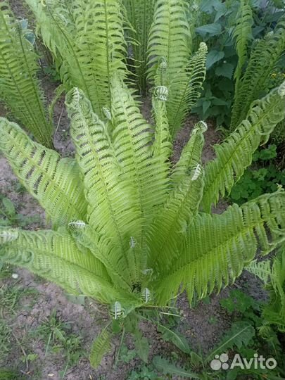 Папоротник страусник