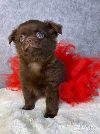 Шоколадная девочка